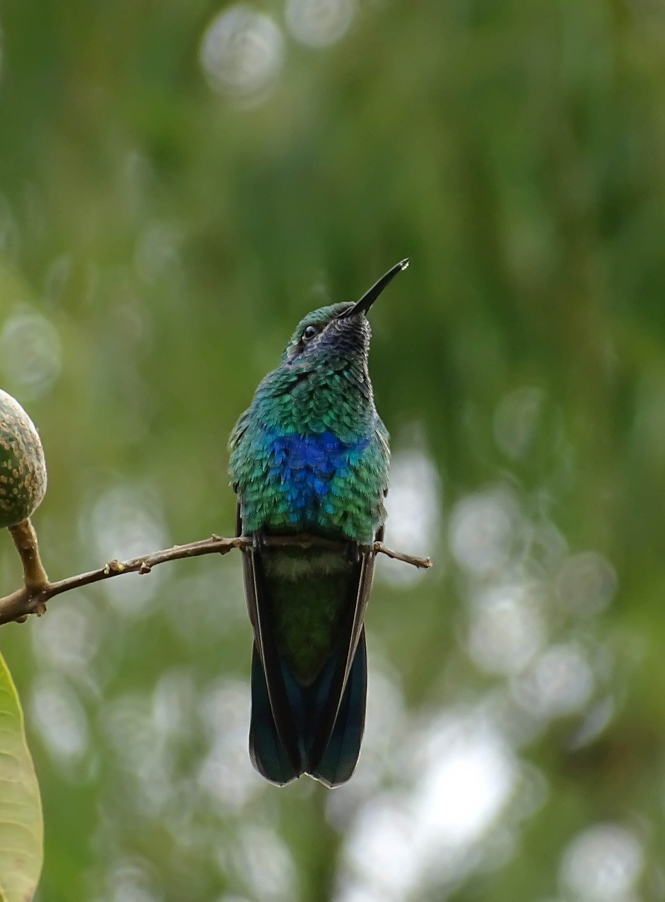 bird, hummingbird, colombia-5353404.jpg